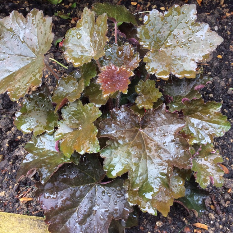 Plant image Heuchera villosa 'Palace Purple' syn. Heuchera sanguinea 'Palance Purple', Heuchera micrantha 'Palace Purple'