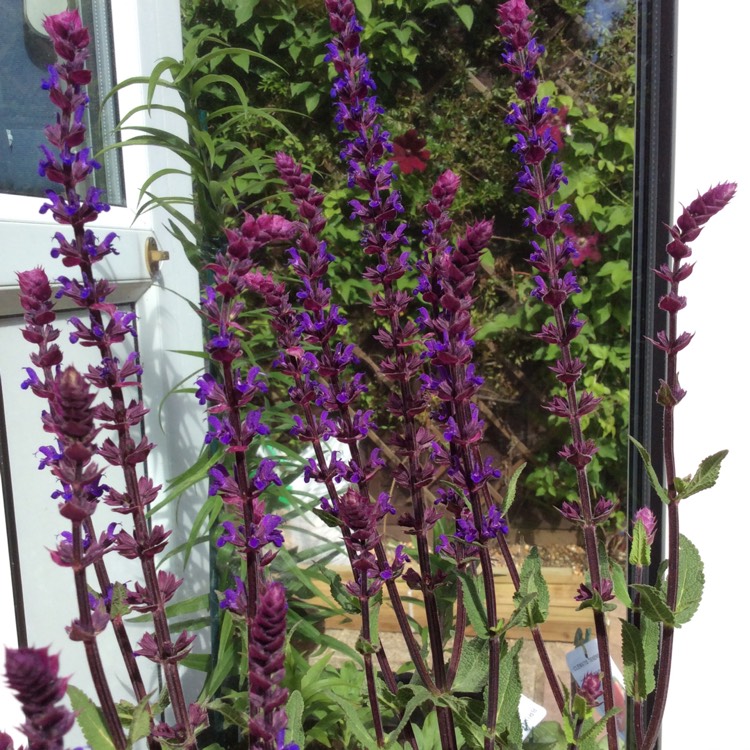 Plant image Salvia nemorosa 'Caradonna'