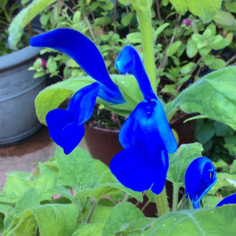 plant image 450242