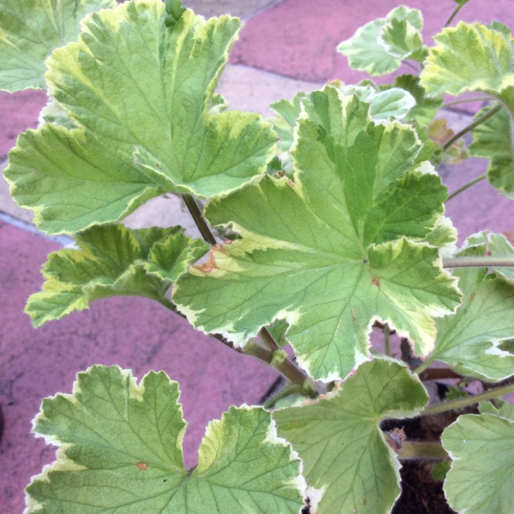 plant image 510324