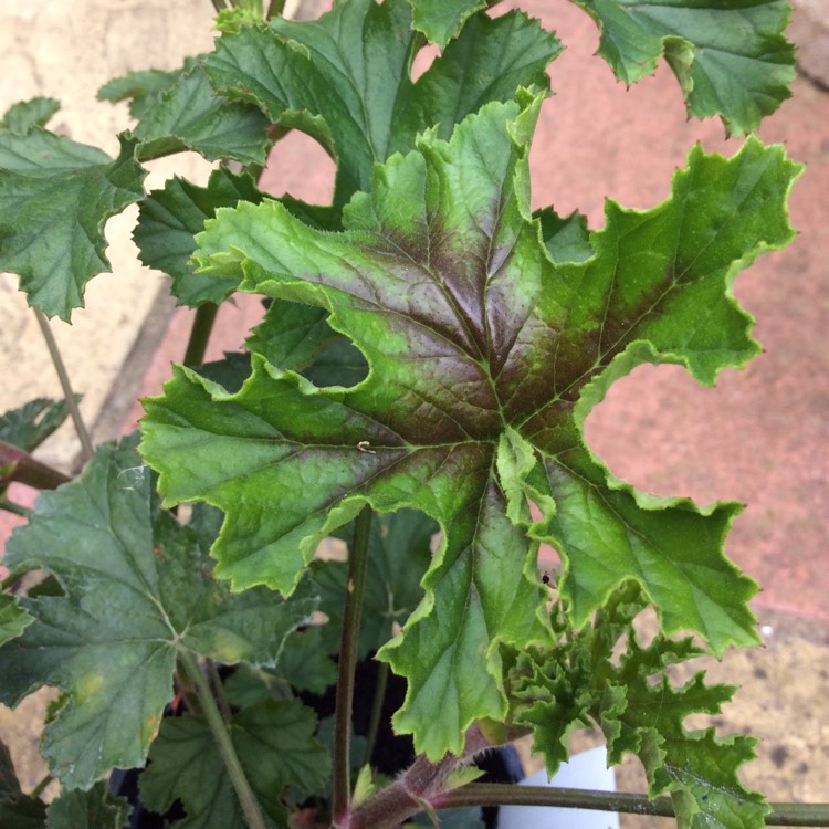 plant image 510334