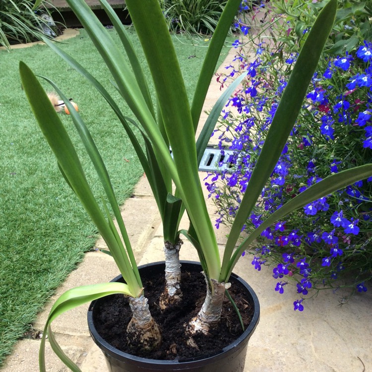 plant image 510347