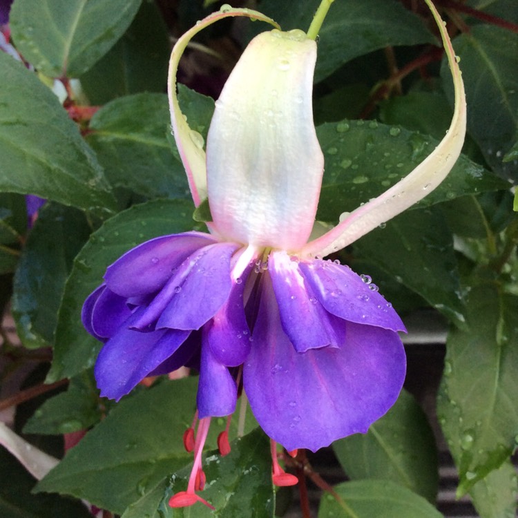 Plant image Fuchsia 'Blue Angel'
