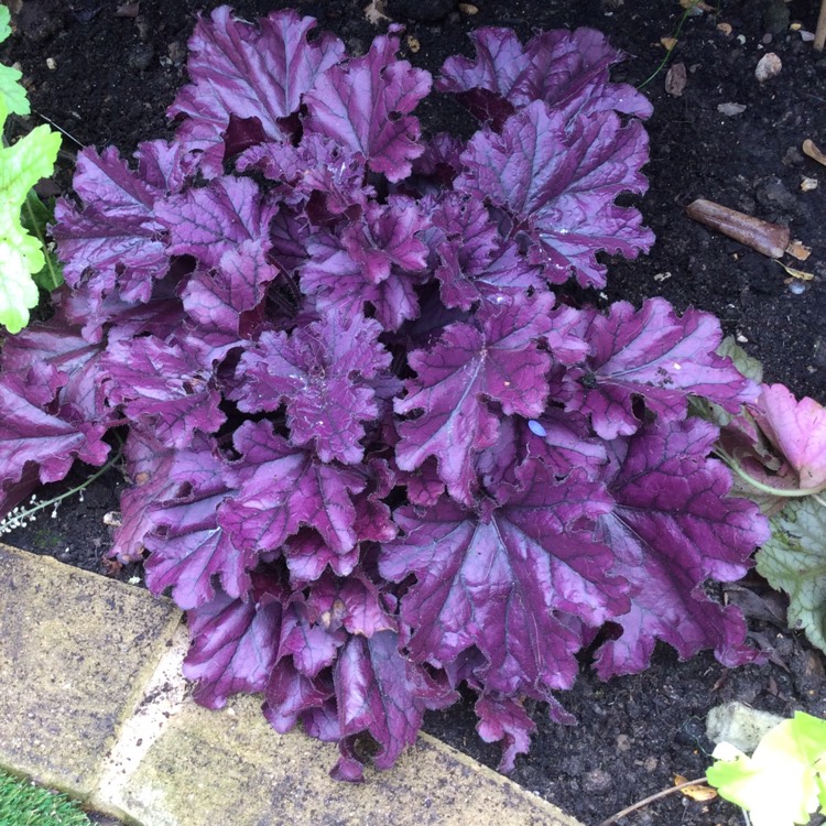 Plant image Heuchera 'Frosted Violet'