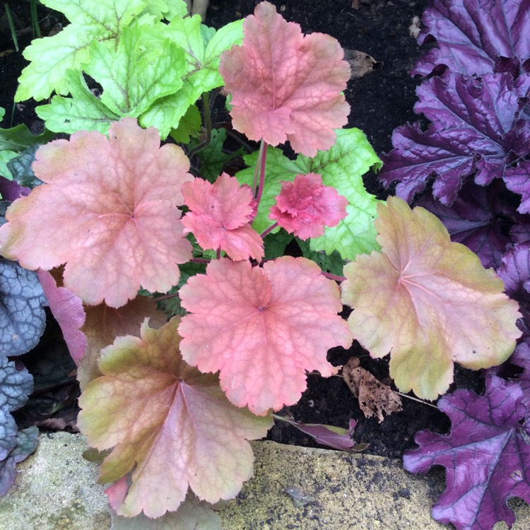 Plant image Heuchera 'Cherry Cola'