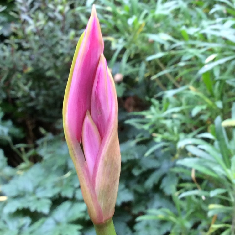 plant image 563079