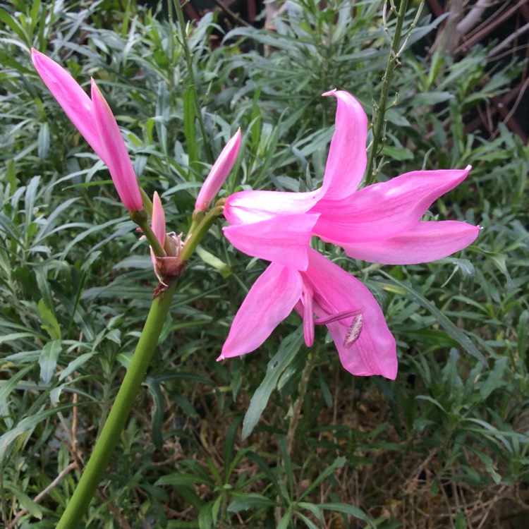 plant image 567398