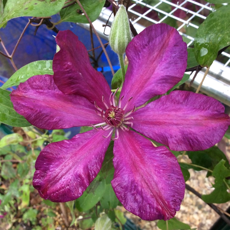 plant image 576581