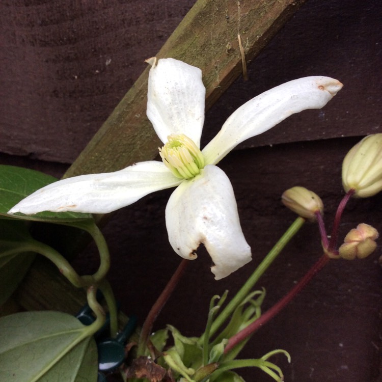 plant image 640300 plant image 640300