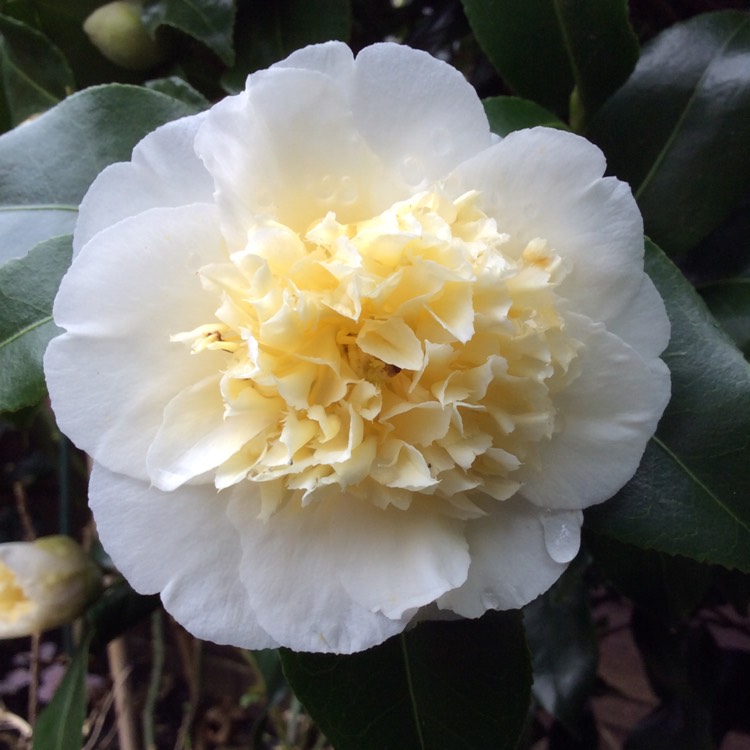 Plant image Camellia japonica 'Brushfield's Yellow'