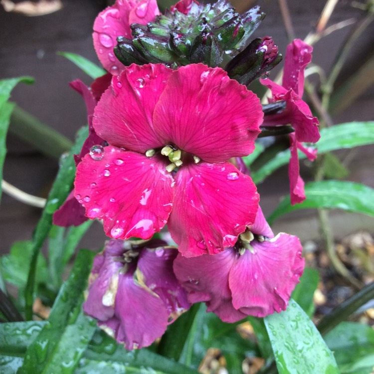 plant image 646738