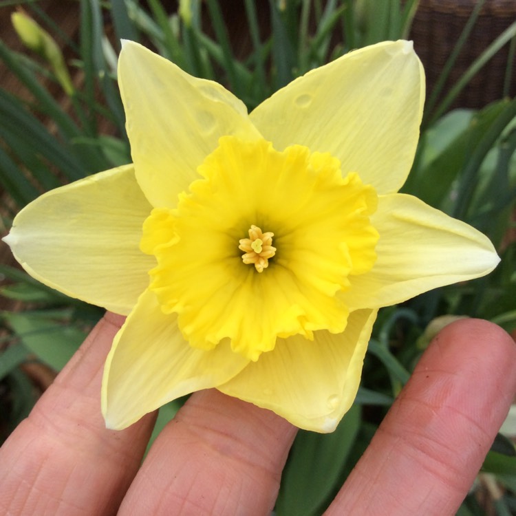 plant image 655720