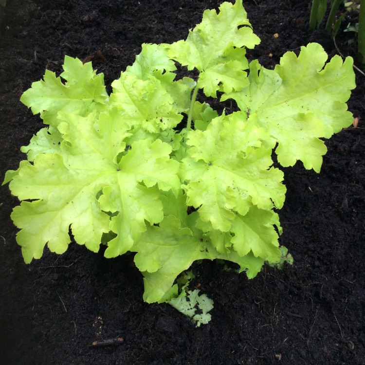 Plant image Heuchera 'Lime Ruffles'