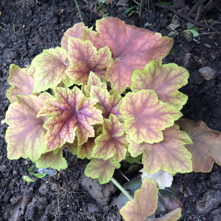 plant image 661380