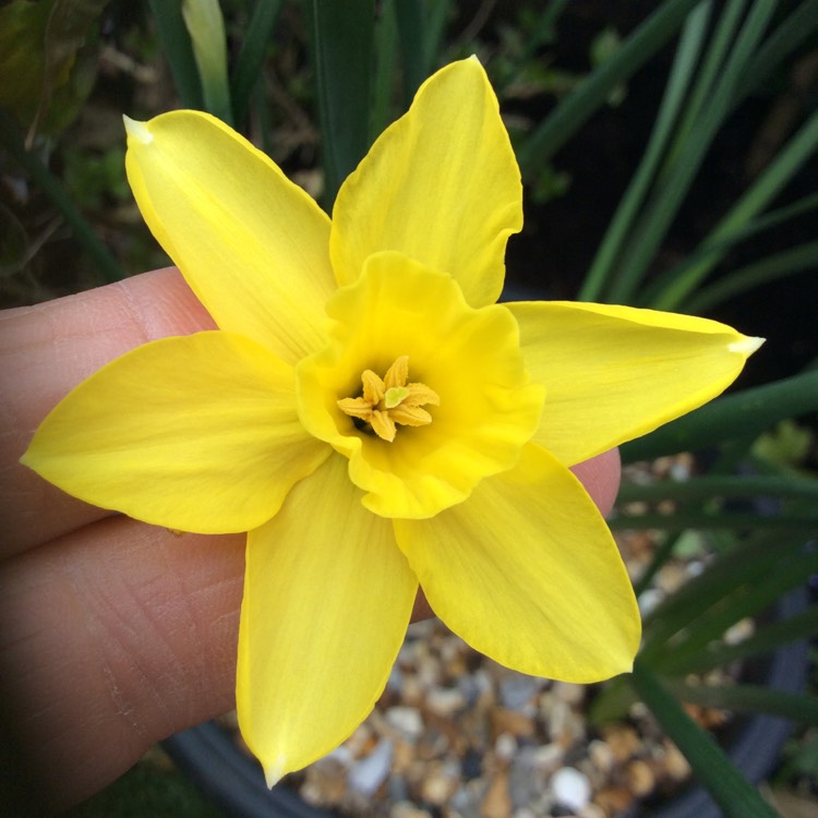 plant image 662372