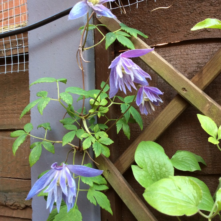 plant image 664171 plant image 664171