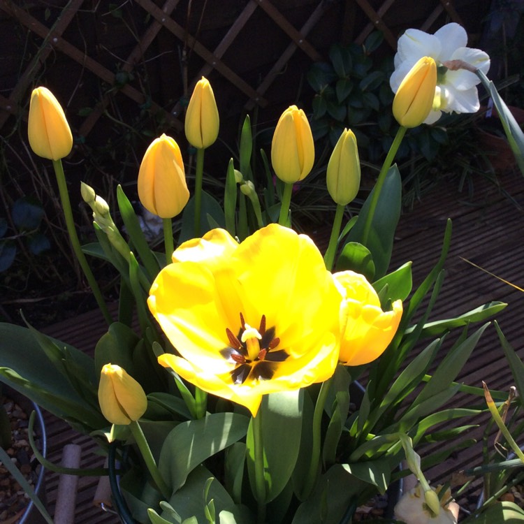 Plant image Tulipa 'Golden Apeldoorn'