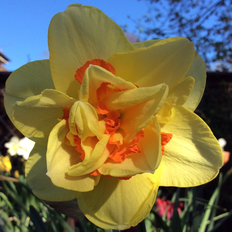 Plant image Narcissus 'Dick Wilden' syn. Narcissus 'Golden Beauty'
