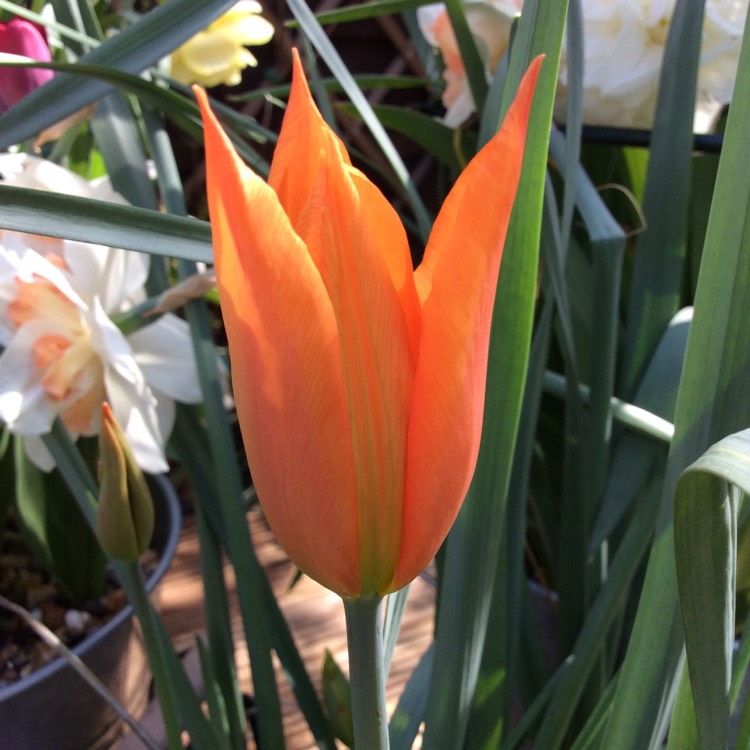 plant image 669629