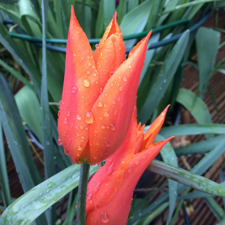 plant image 673452