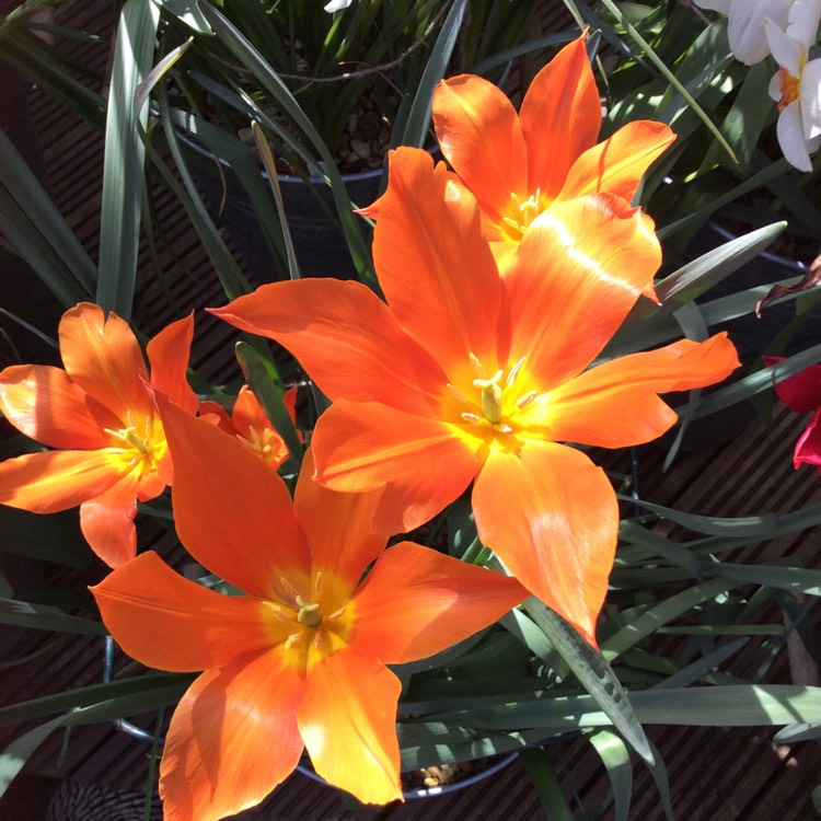 plant image 682235