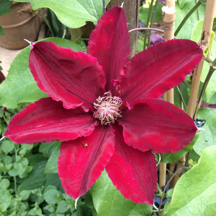 plant image 699955