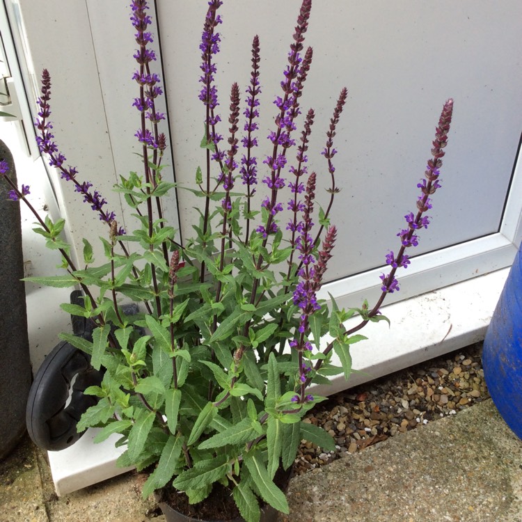 Plant image Salvia nemorosa 'Caradonna'
