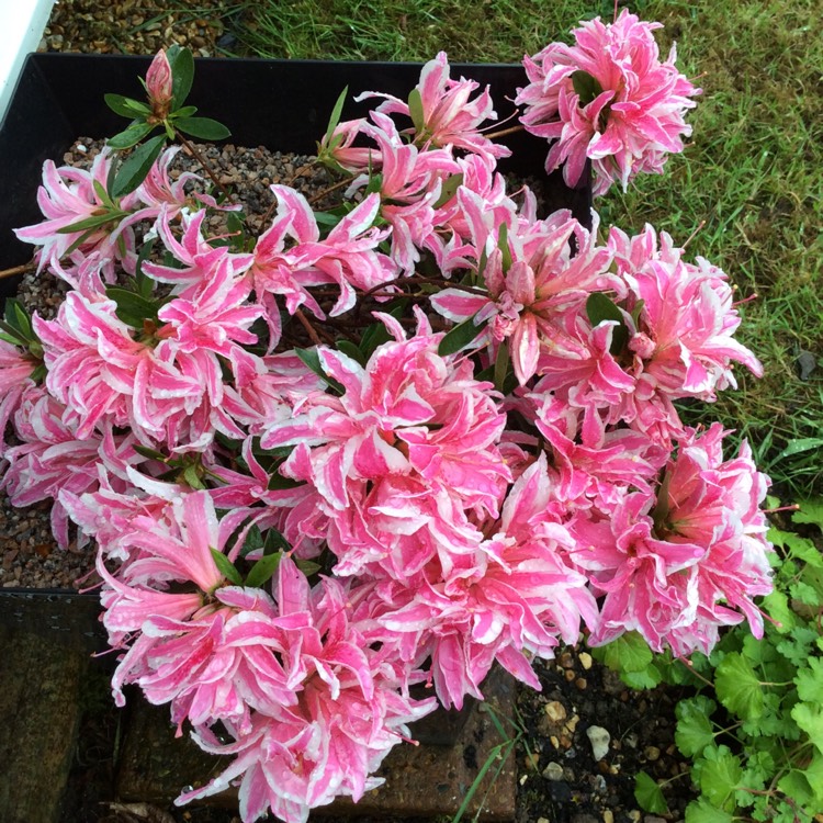 plant image 712898