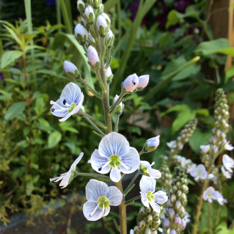 Plant image Veronica gentianoides 'Tissington White'
