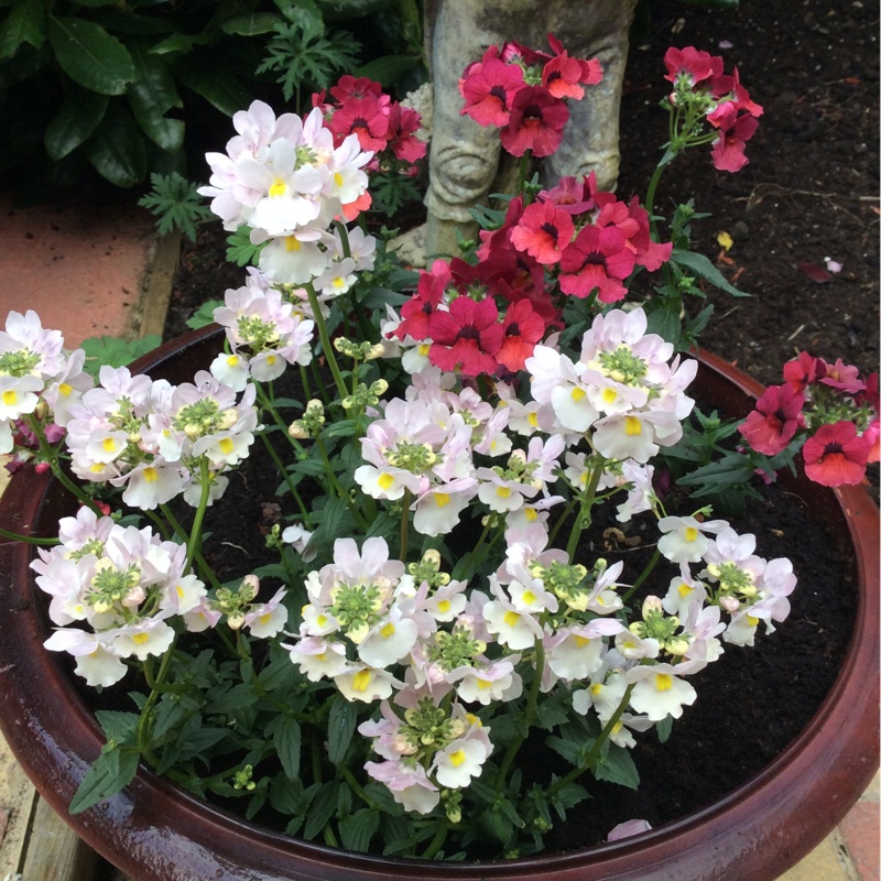 Nemesia 'Wisley Vanilla'