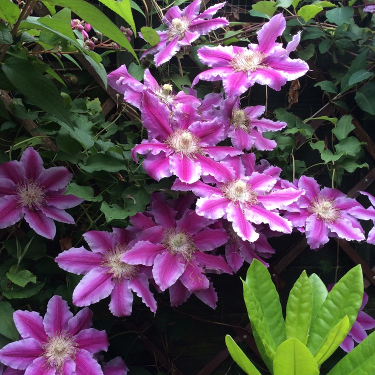 plant image 724116 plant image 724116