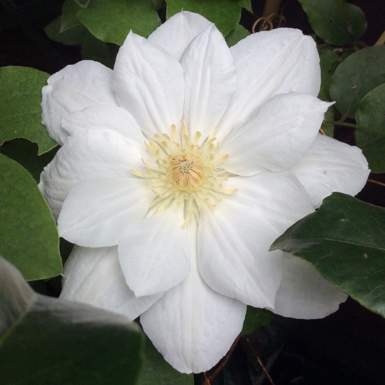 plant image 724118 plant image 724118