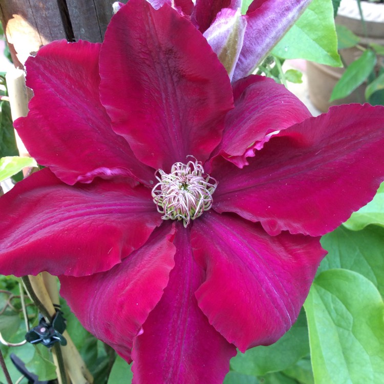 plant image 724120