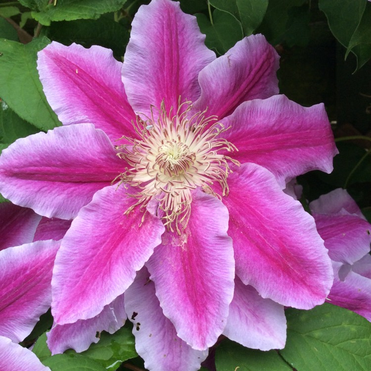 plant image 724128 plant image 724128