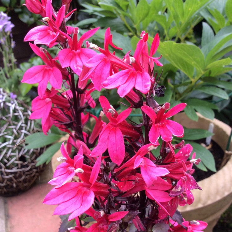 plant image 747595