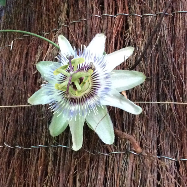 Plant image Passiflora caerulea 'White Lightning'