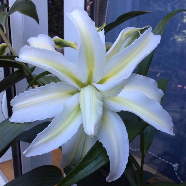 plant image 780174 plant image 780174