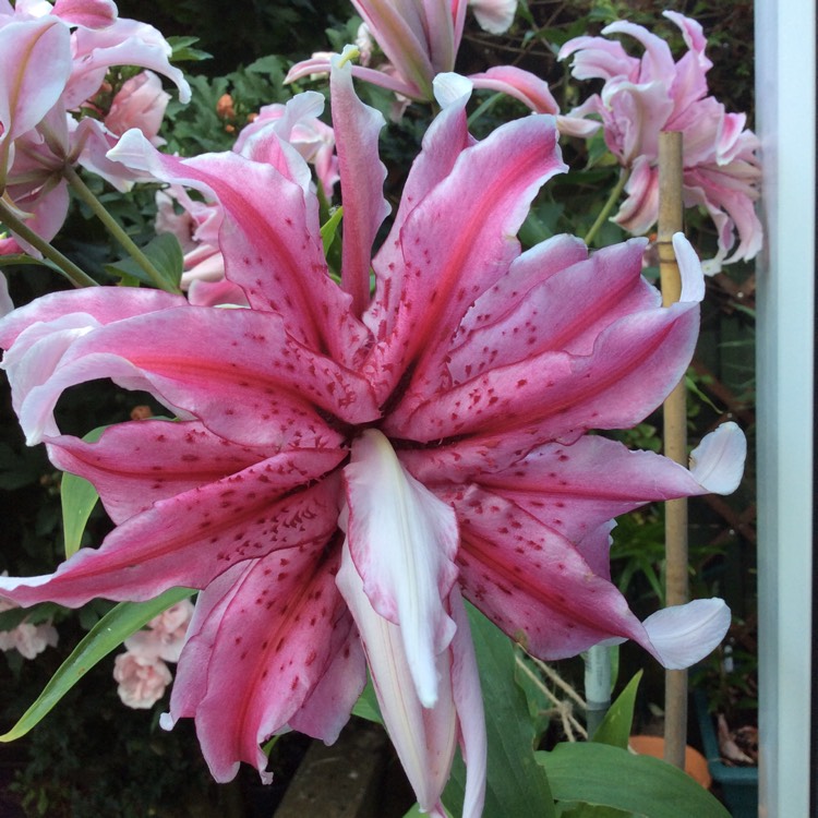 plant image 796000