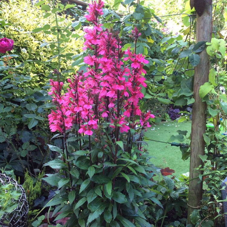 Plant image Lobelia speciosa 'Starship Deep Rose'
