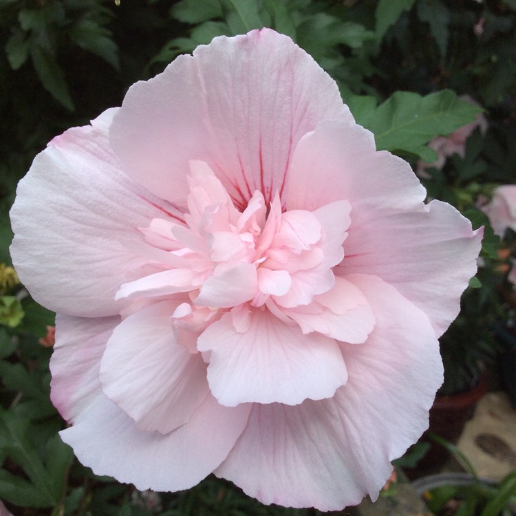 plant image 807608 plant image 807608