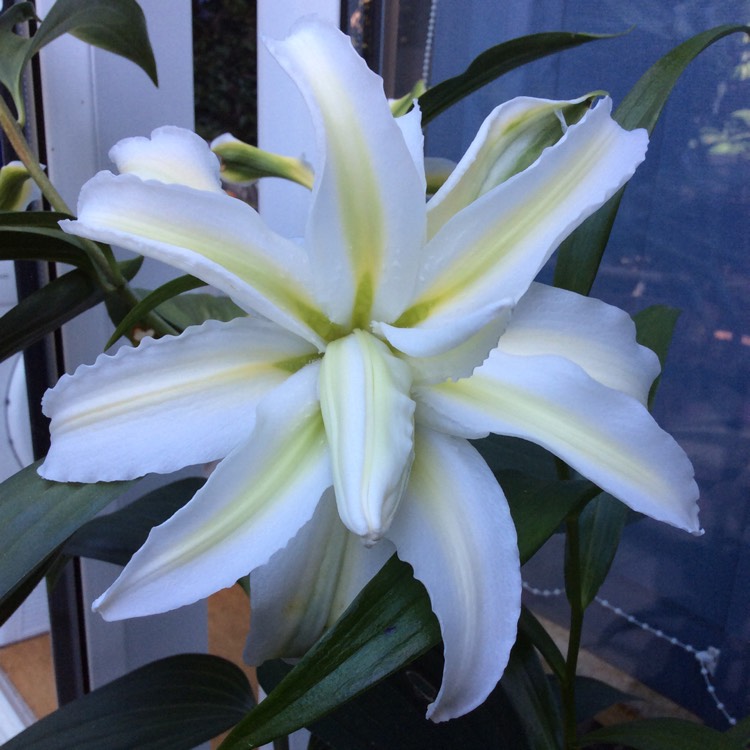 plant image 808904 plant image 808904