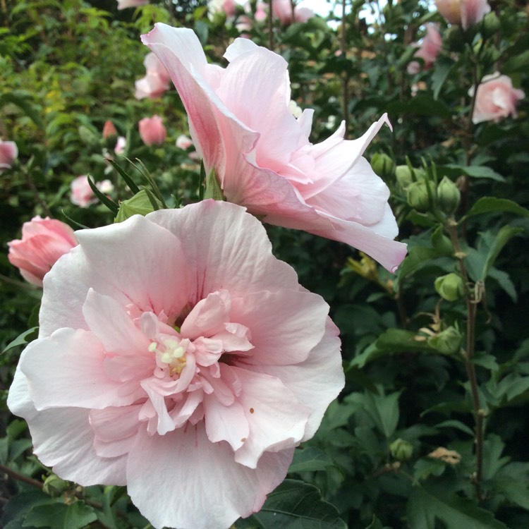 plant image 838082 plant image 838082