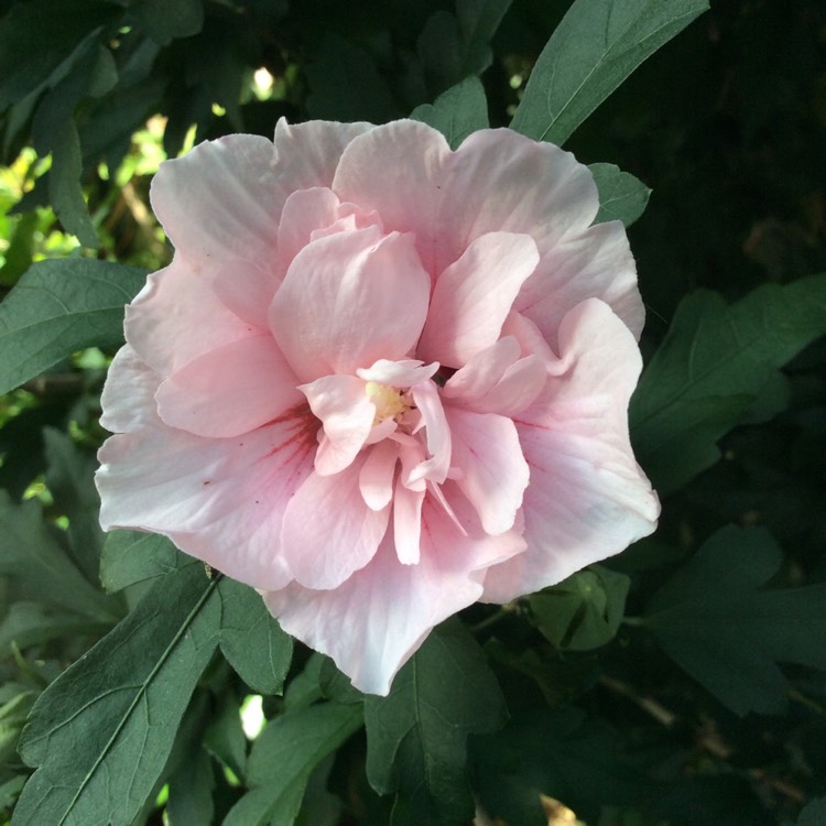 plant image 842423 plant image 842423