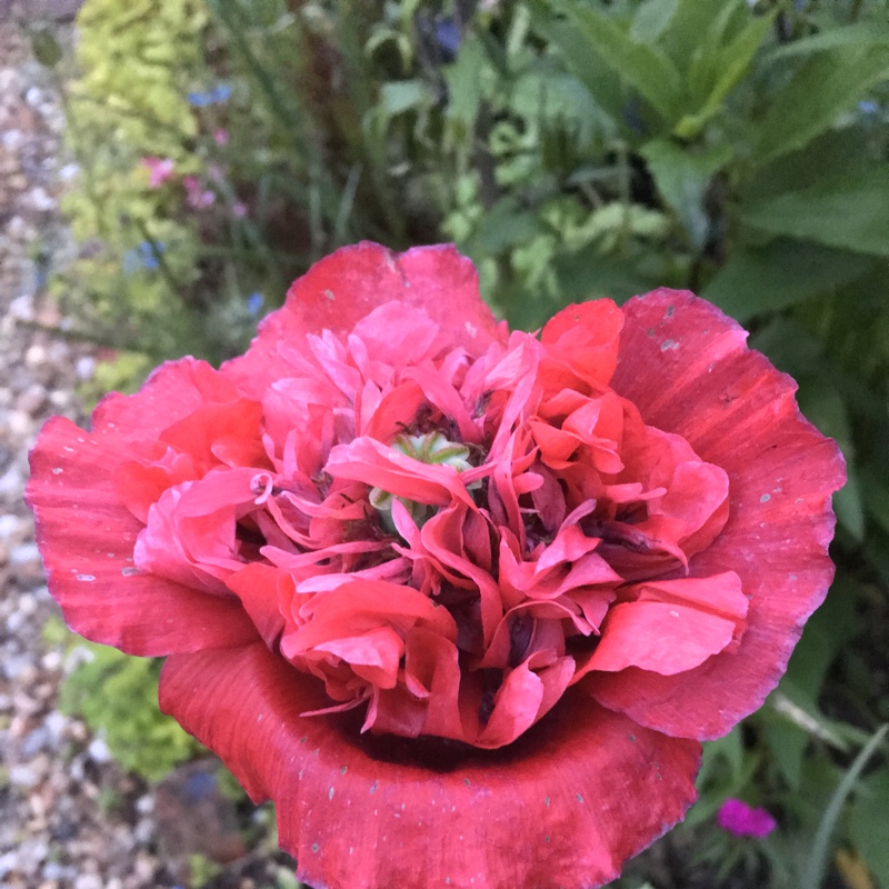 Shelley's garden