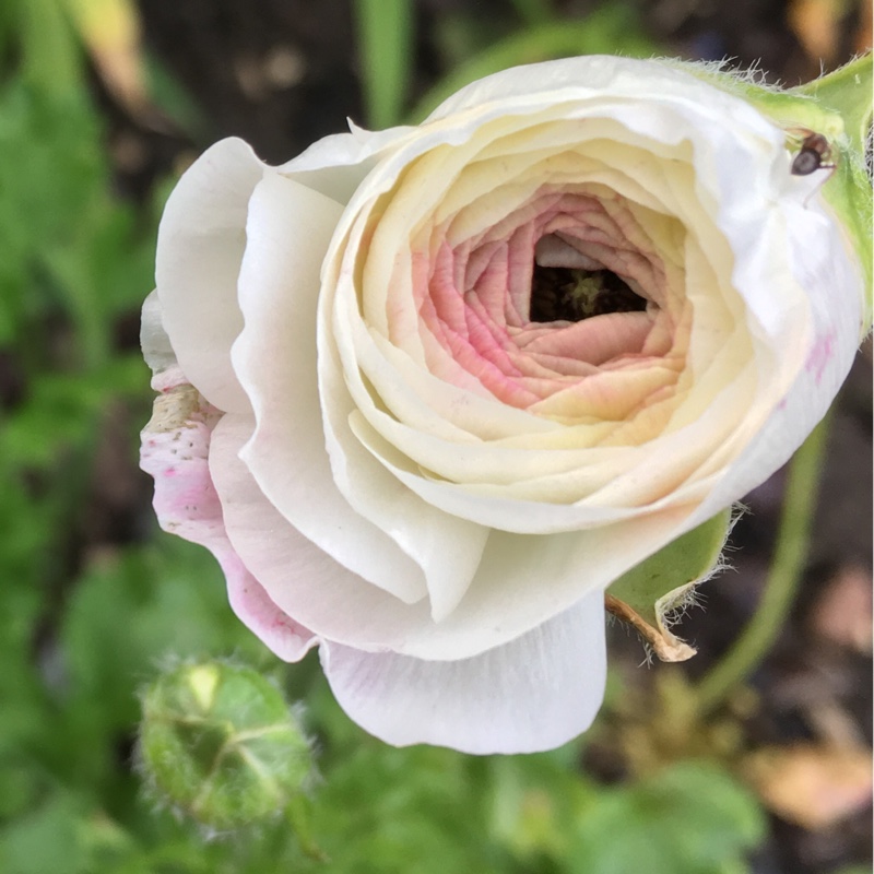 Shelley's garden