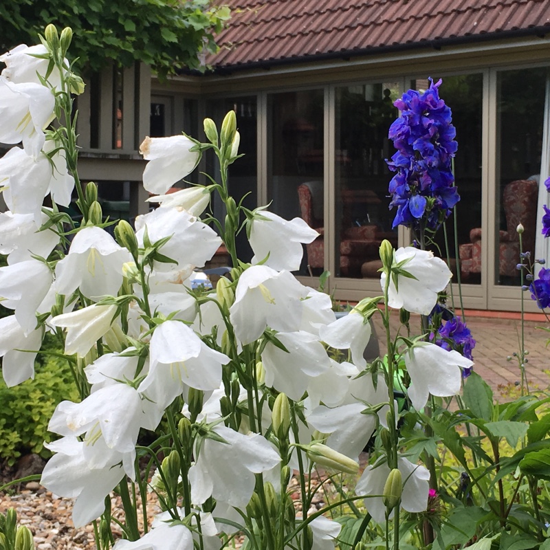 Shelley's garden
