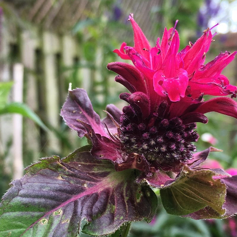 Shelley's garden