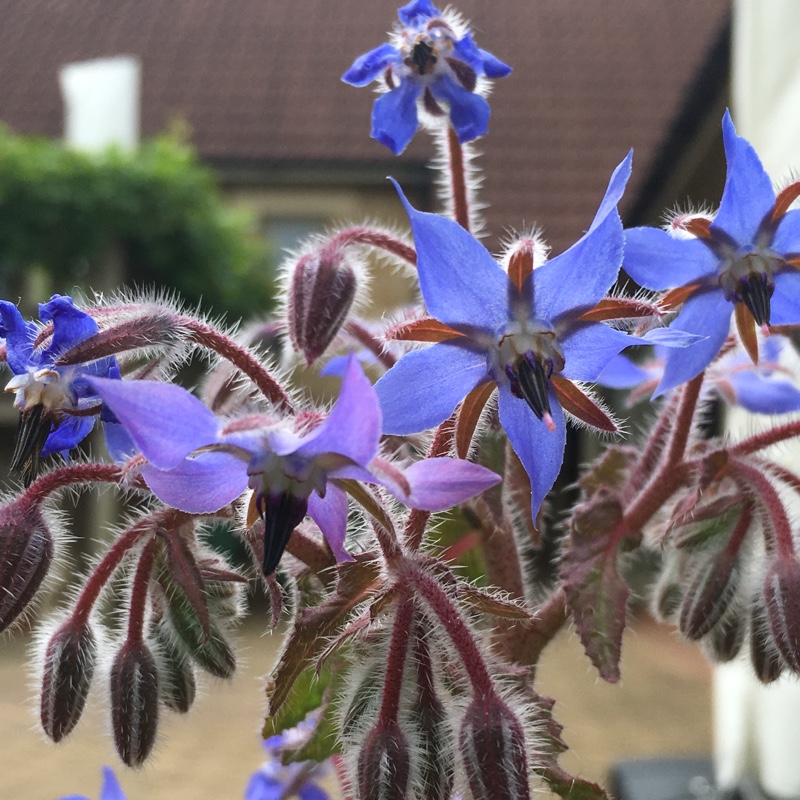 Shelley's garden