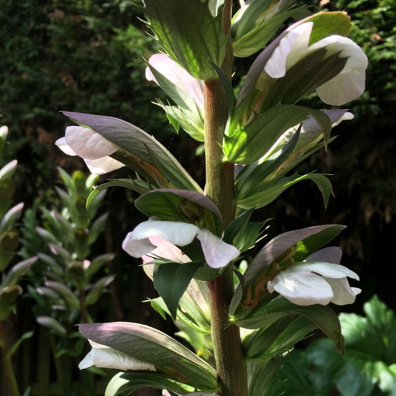 plant image 160664