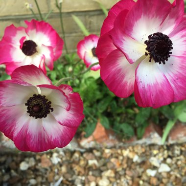 Shelley's garden